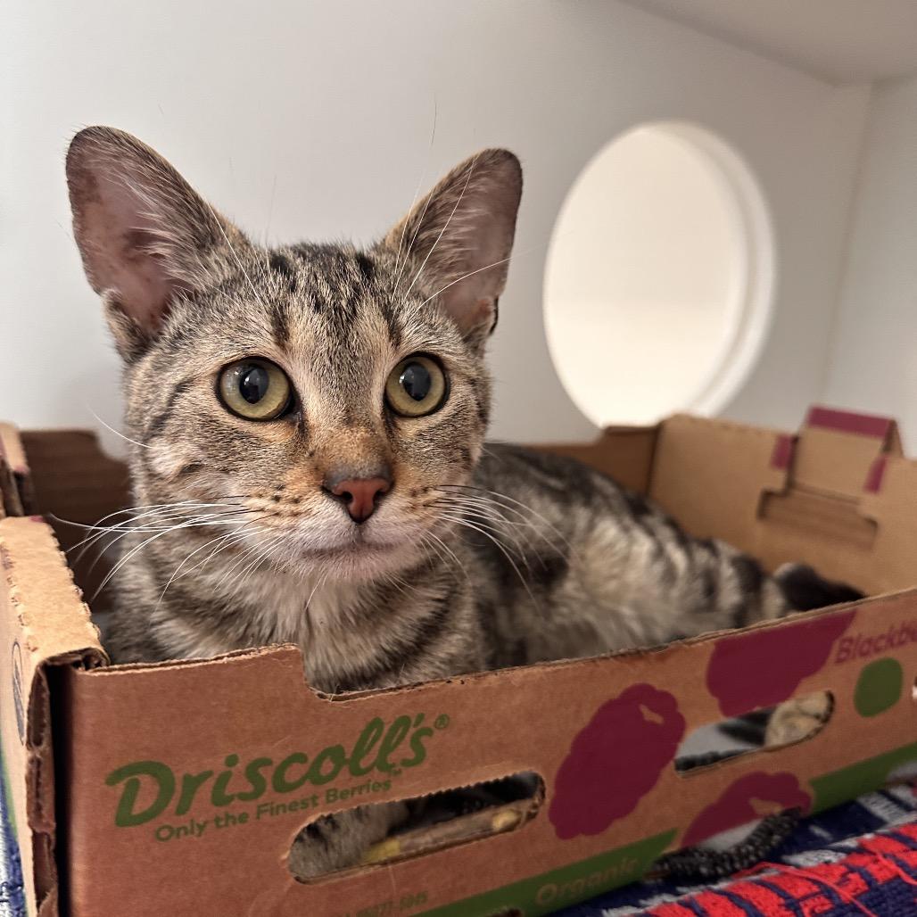 Enlarge Tuba, a Adoptable American Shorthair in Greensboro, NC image 2/6