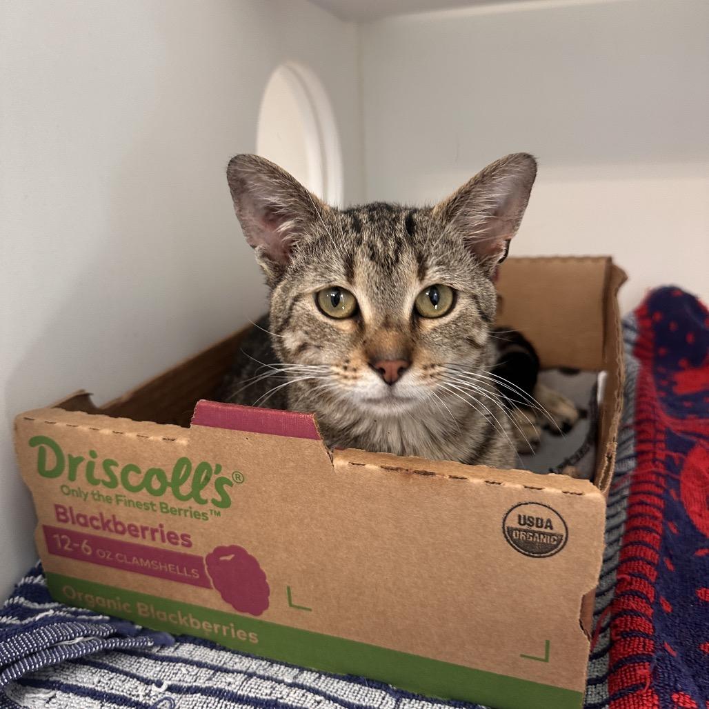 Enlarge Tuba, a Adoptable American Shorthair in Greensboro, NC image 3/6