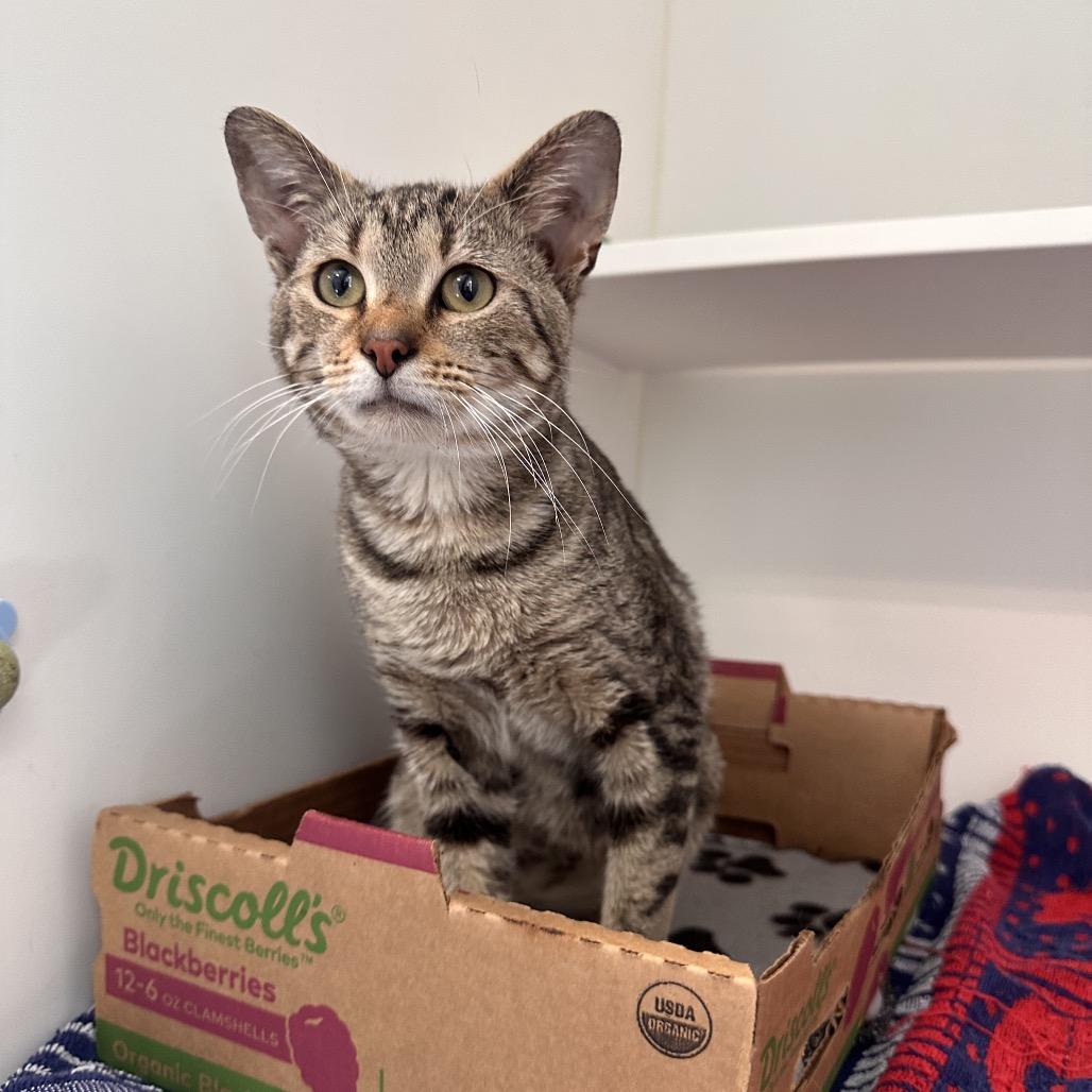 Enlarge Tuba, a Adoptable American Shorthair in Greensboro, NC image 4/6