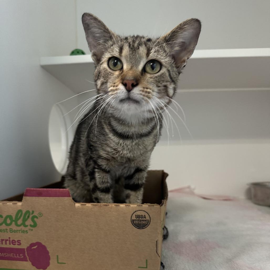 Enlarge Tuba, a Adoptable American Shorthair in Greensboro, NC image 5/6