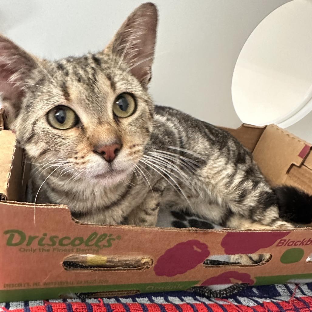 Enlarge Tuba, a Adoptable American Shorthair in Greensboro, NC image 6/6