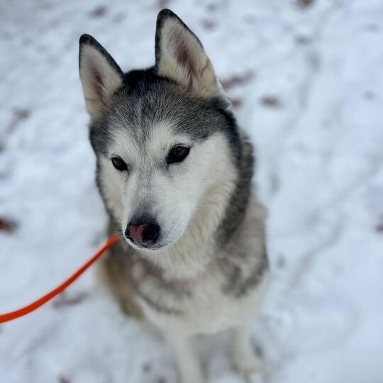 Enlarge Patty, a Adoptable Husky in Grand Rapids, MI image 1/4