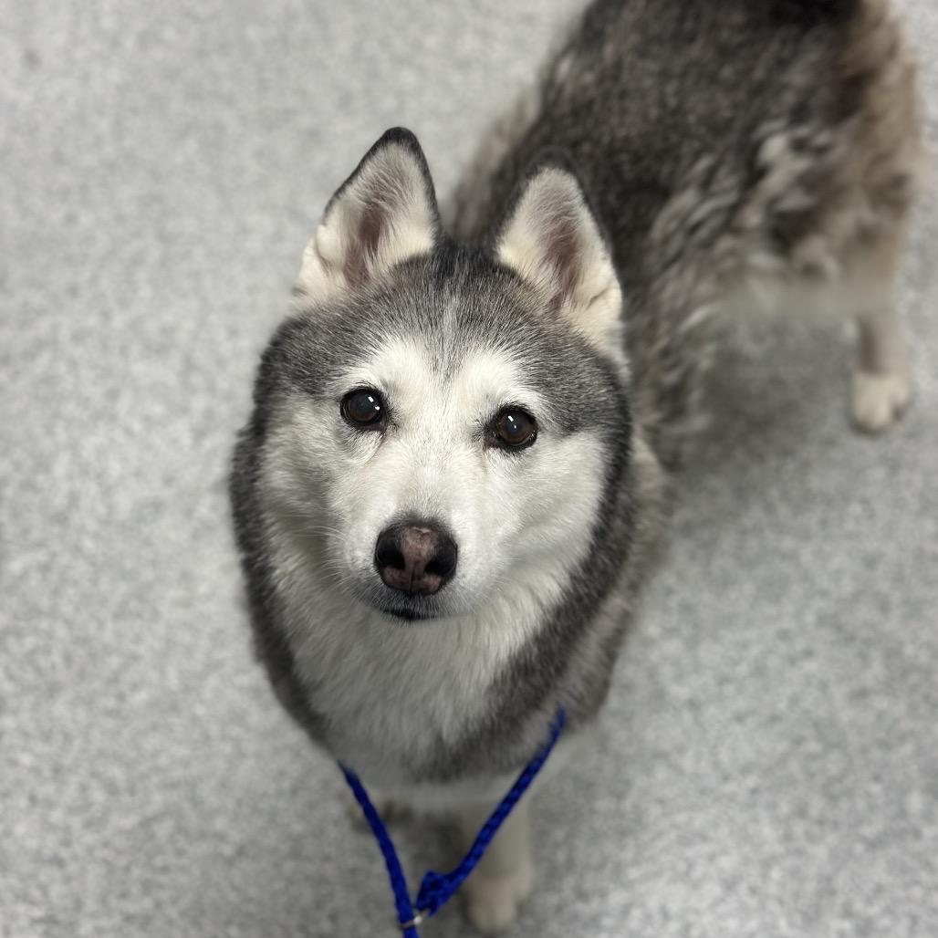 Enlarge Patty, a Adoptable Husky in Grand Rapids, MI image 2/4