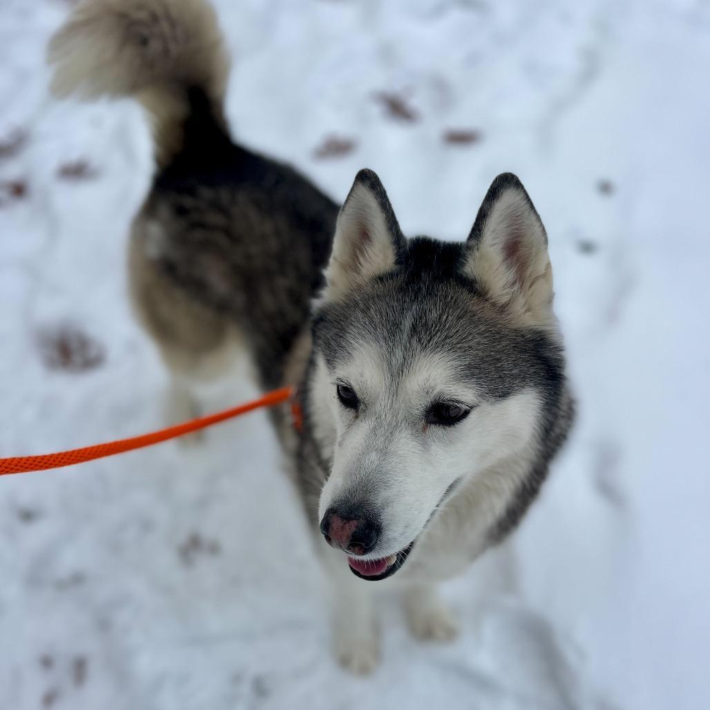 Enlarge Patty, a Adoptable Husky in Grand Rapids, MI image 3/4