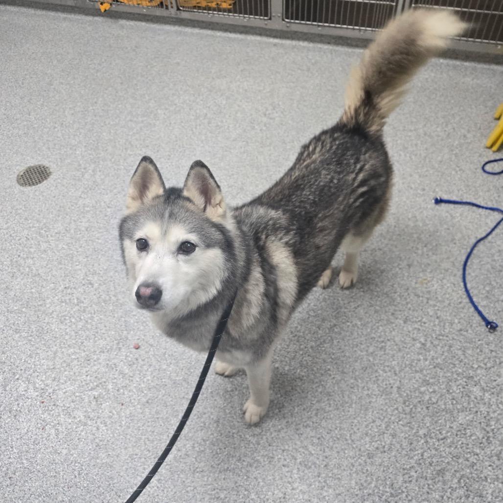 Enlarge Patty, a Adoptable Husky in Grand Rapids, MI image 4/4