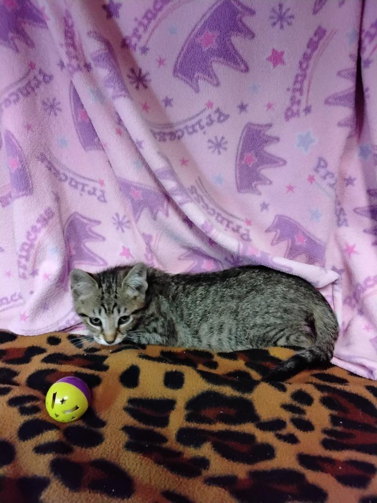 Moebytha, Adoptable, Kitten Male Domestic Short Hair.