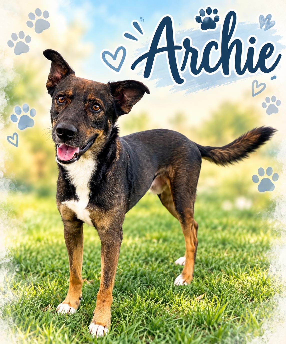 Archie, Adoptable, Adult Male Shepherd.