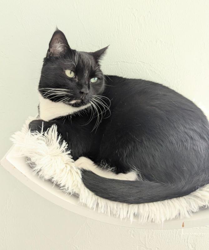 Marla, Adoptable, Senior Female Tuxedo & Domestic Short Hair.