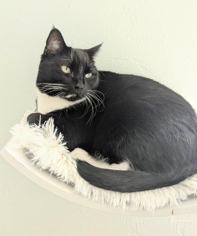 Marla, a Adoptable mixed breed in Ocala, FL image 1/3