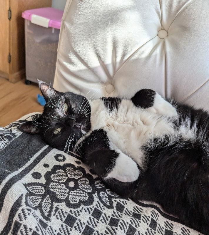 Enlarge Marla, a Adoptable mixed breed in Ocala, FL image 2/3