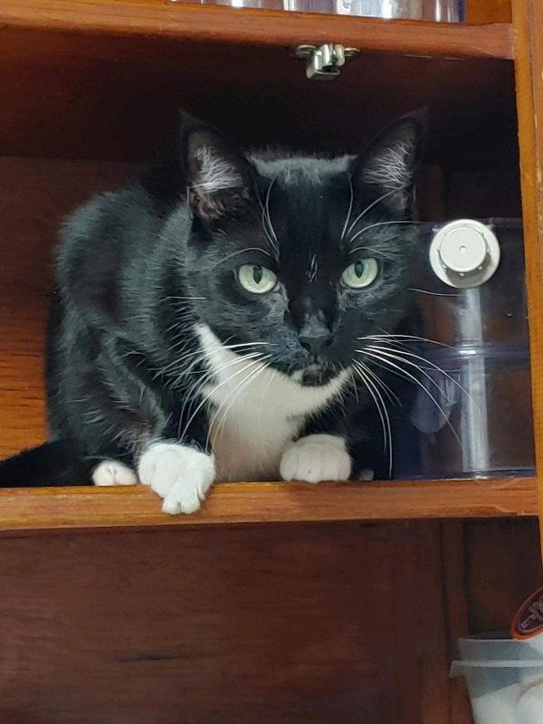 Marla, Adoptable, Senior Female Tuxedo & Domestic Short Hair.