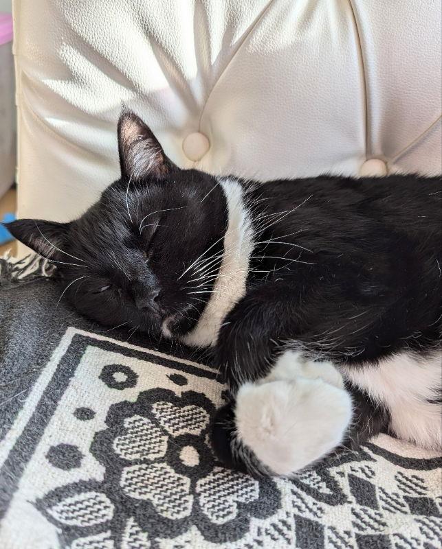 Enlarge Marla, a Adoptable mixed breed in Ocala, FL image 3/3