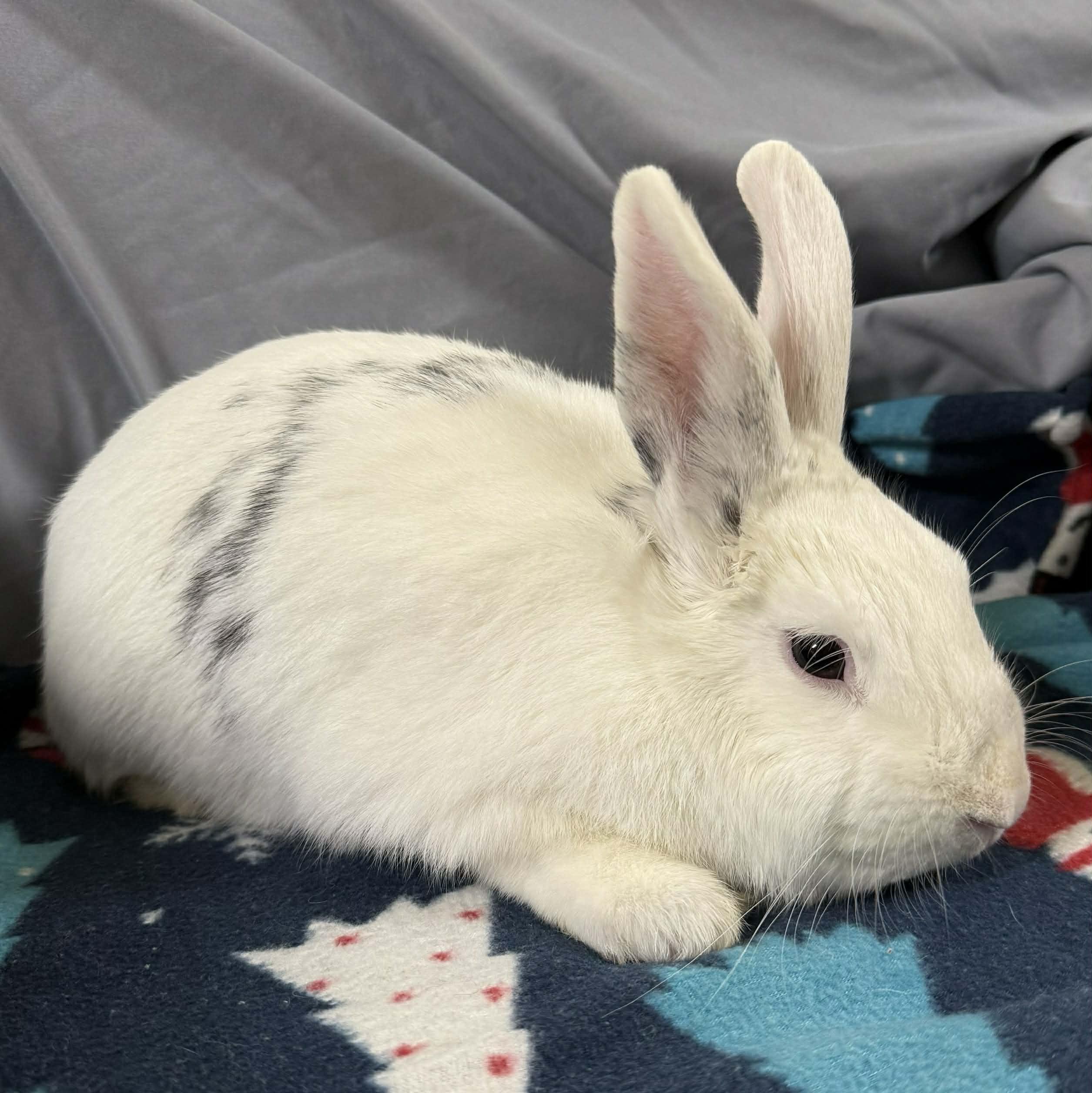 Wyatt, ADOPTABLE, Young Male American.