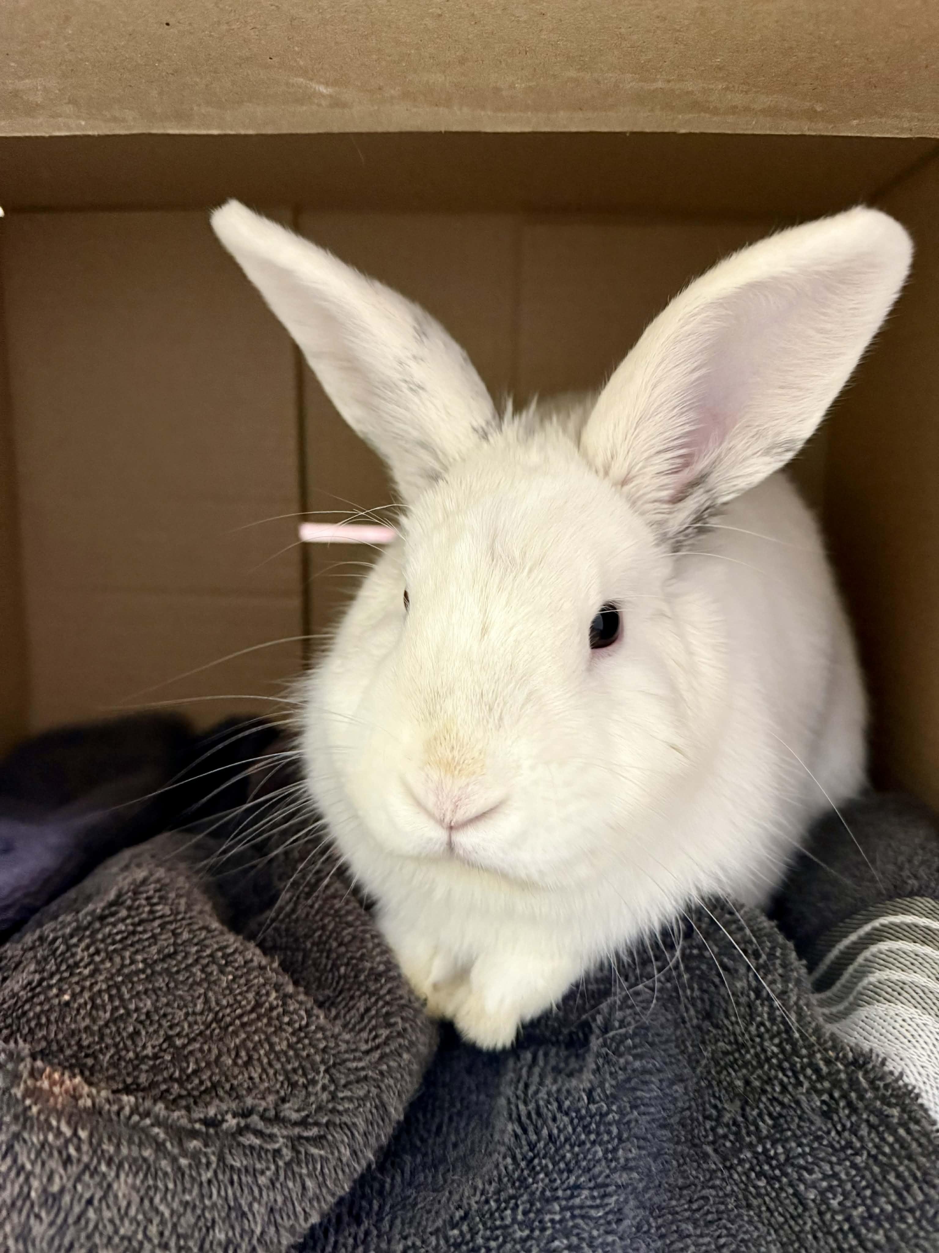 Enlarge Wyatt, a ADOPTABLE mixed breed in Springfield, VT image 2/3