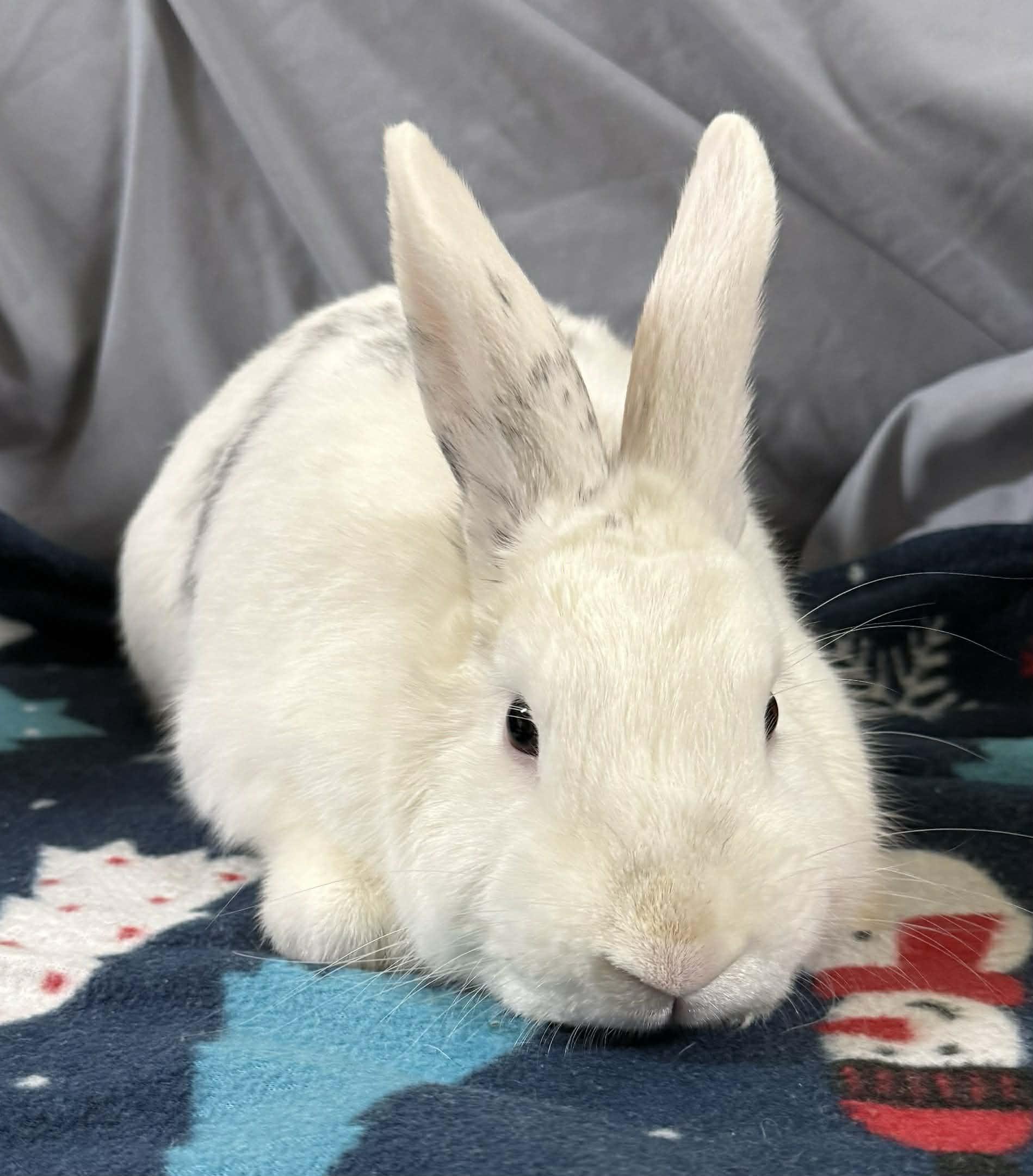 Enlarge Wyatt, a ADOPTABLE mixed breed in Springfield, VT image 3/3