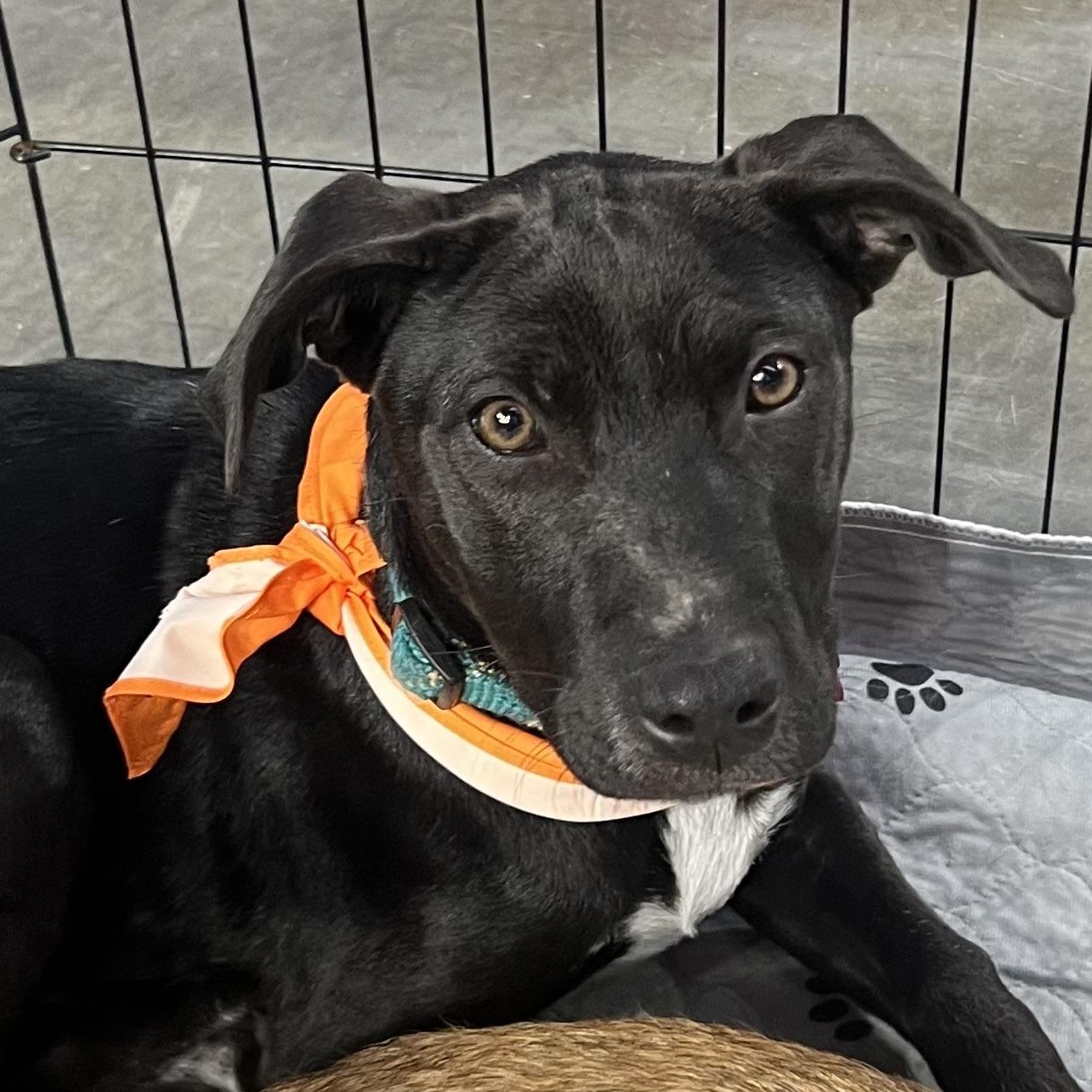 Enlarge Cinder, an adoptable mixed breed in Gerry, NY image 6/6
