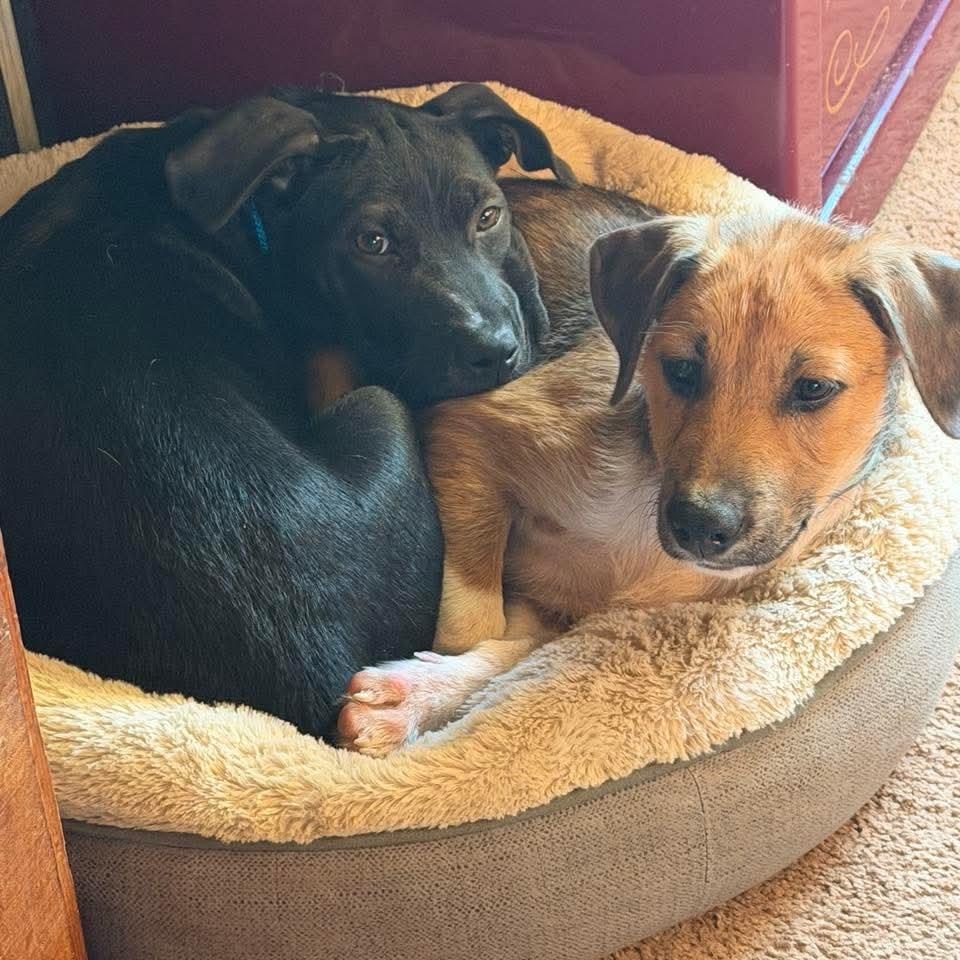 Enlarge Cinder, an adoptable mixed breed in Gerry, NY image 5/6