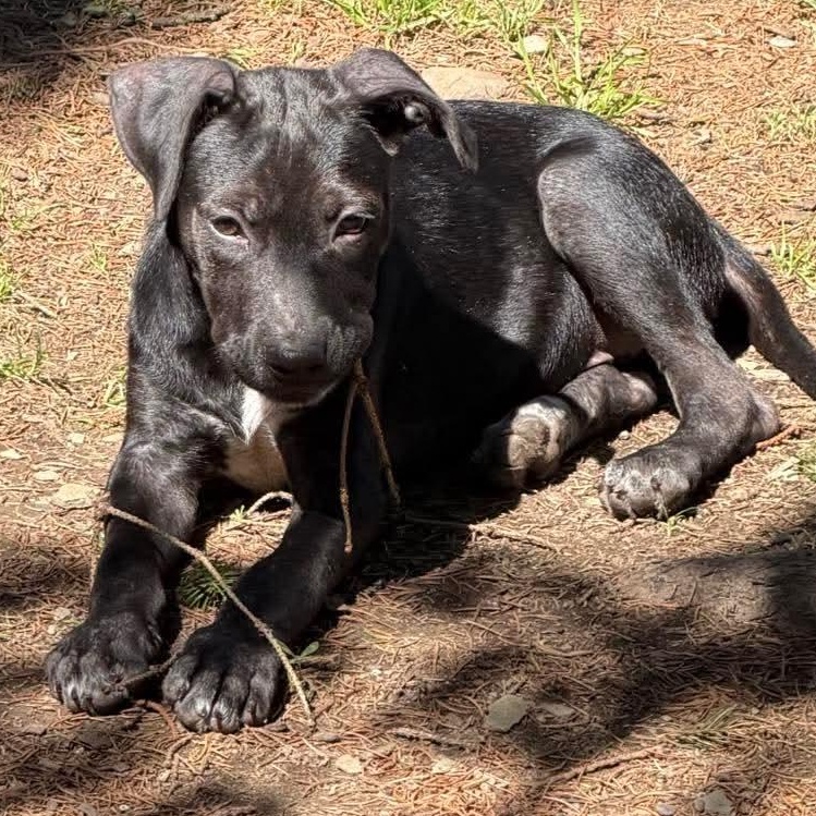 Enlarge Cinder, an adoptable mixed breed in Gerry, NY image 4/6