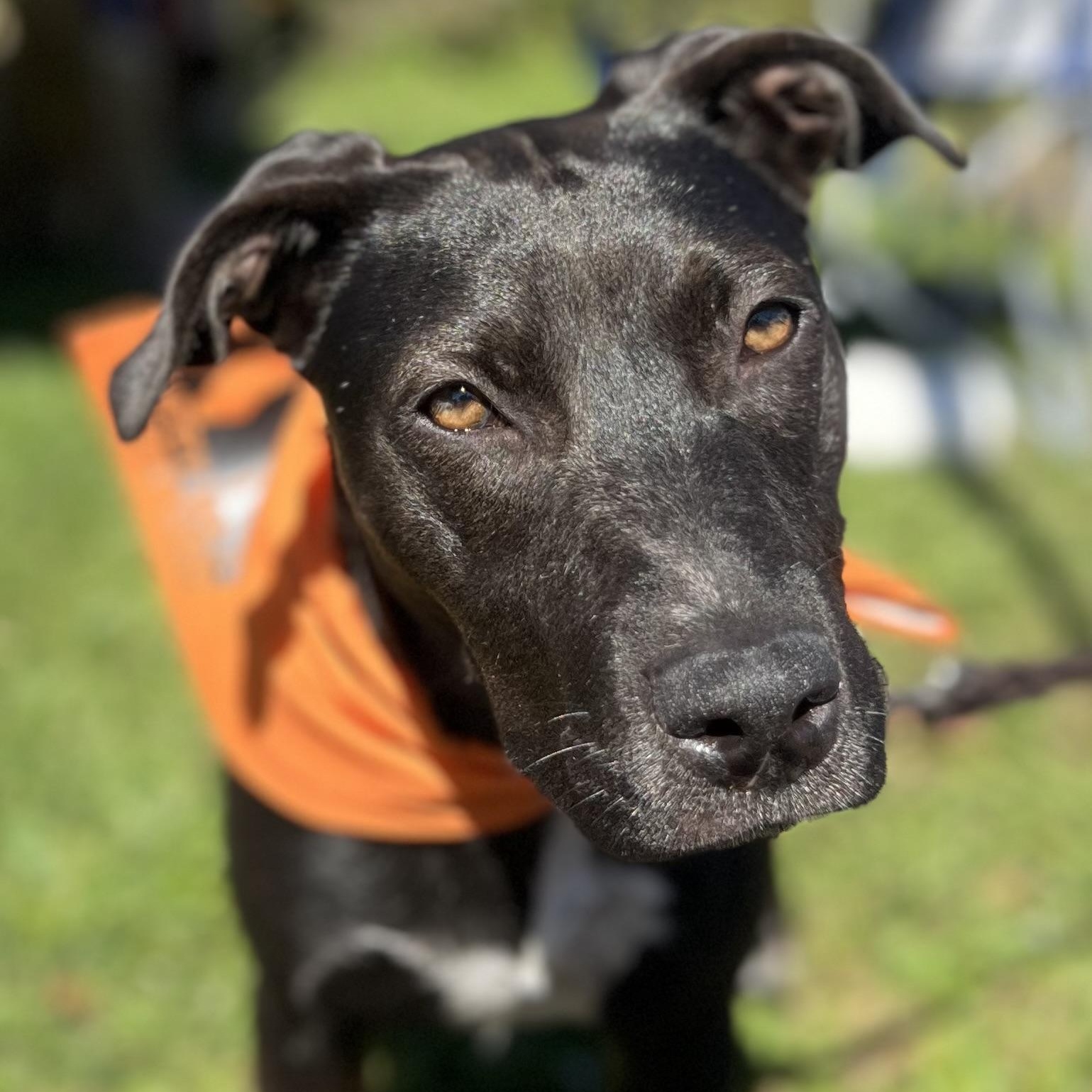 Enlarge Cinder, a Adoptable mixed breed in Gerry, NY image 3/6