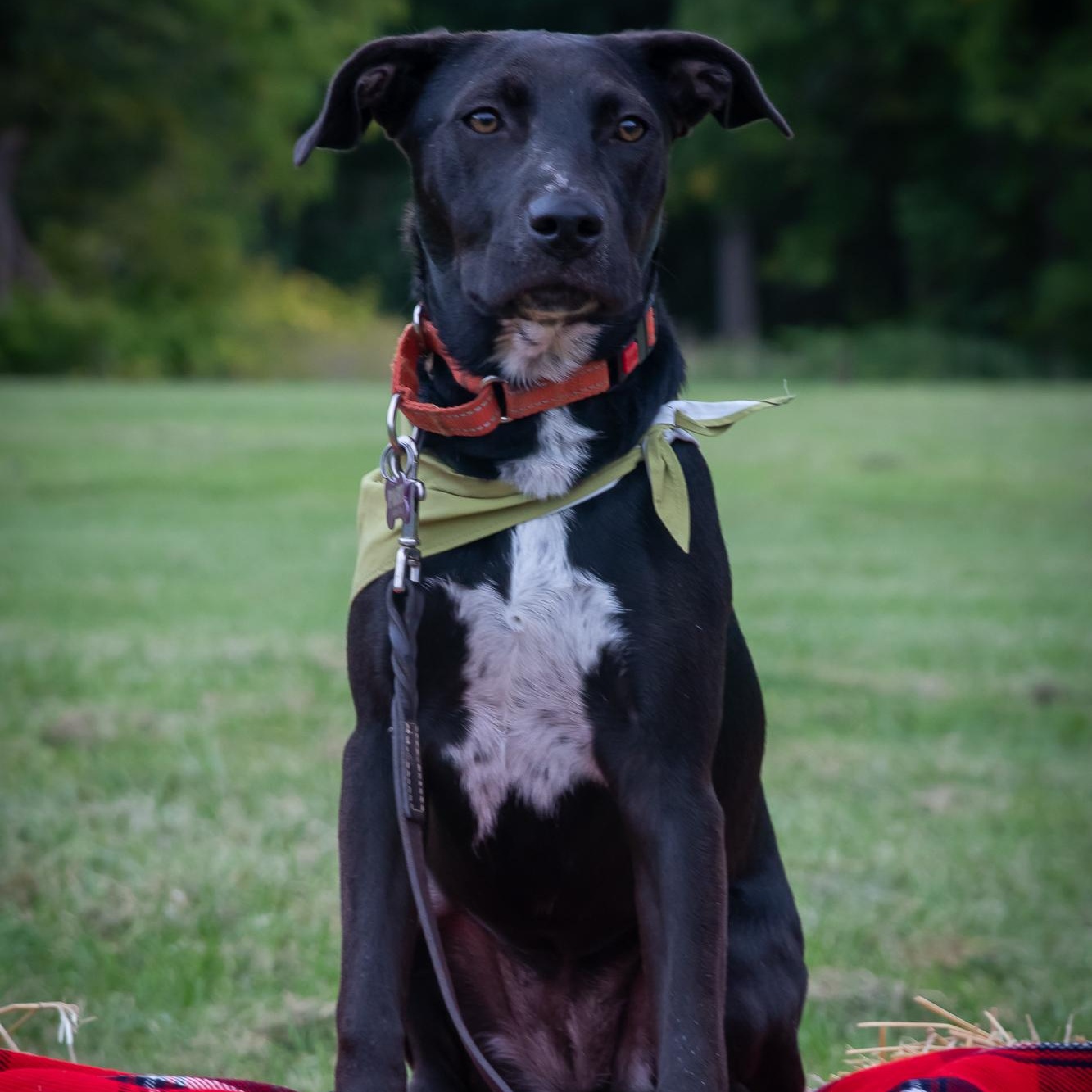 Enlarge Cinder, a Adoptable mixed breed in Gerry, NY image 1/6