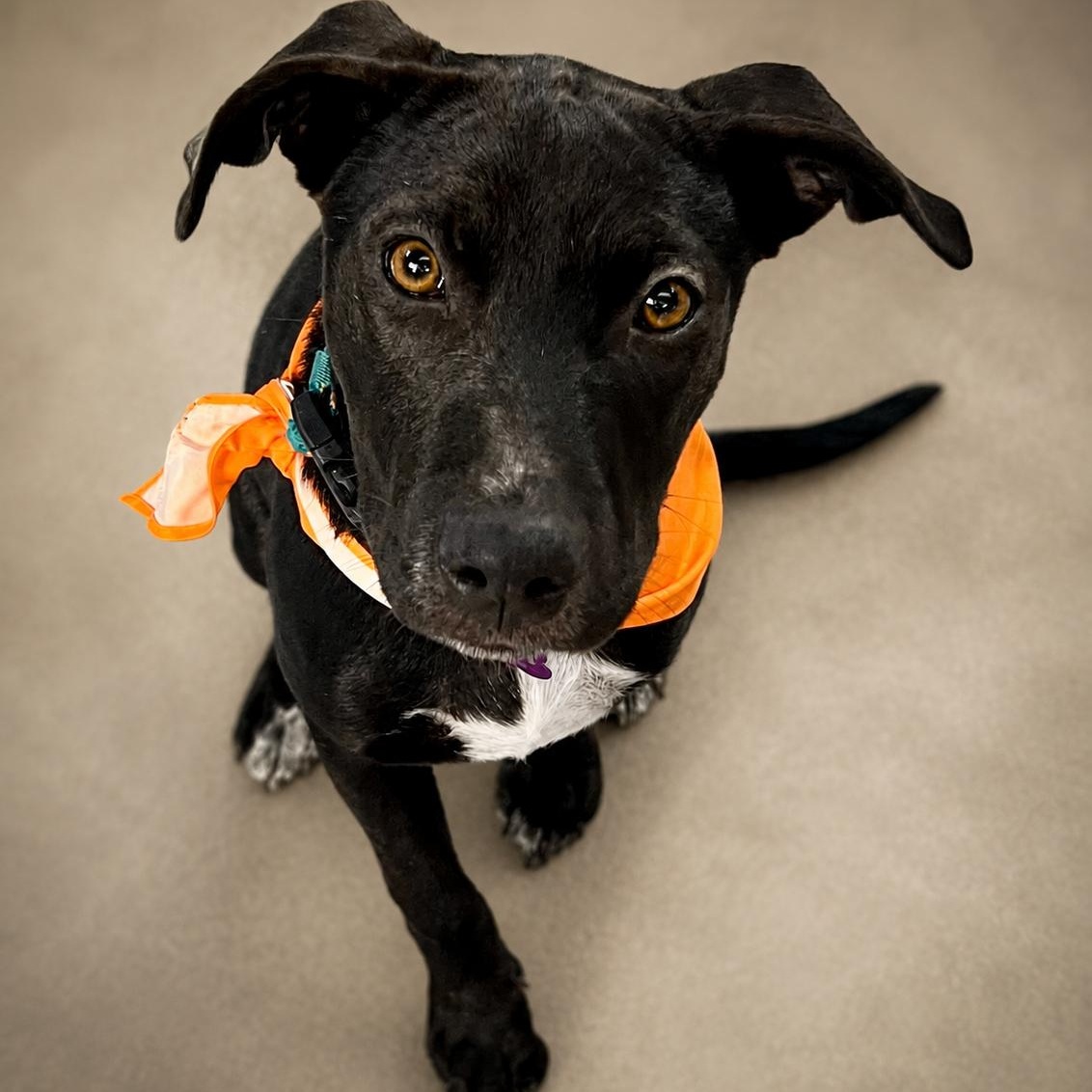 Cinder, adoptable, Puppy Female Pit Bull Terrier & Shepherd.
