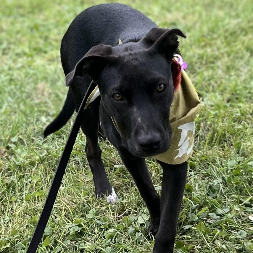 Enlarge Cinder, a Adoptable mixed breed in Gerry, NY image 6/6