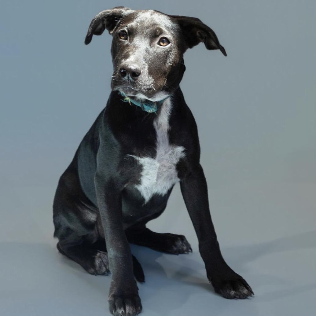 Enlarge Cinder, an adoptable mixed breed in Gerry, NY image 2/6