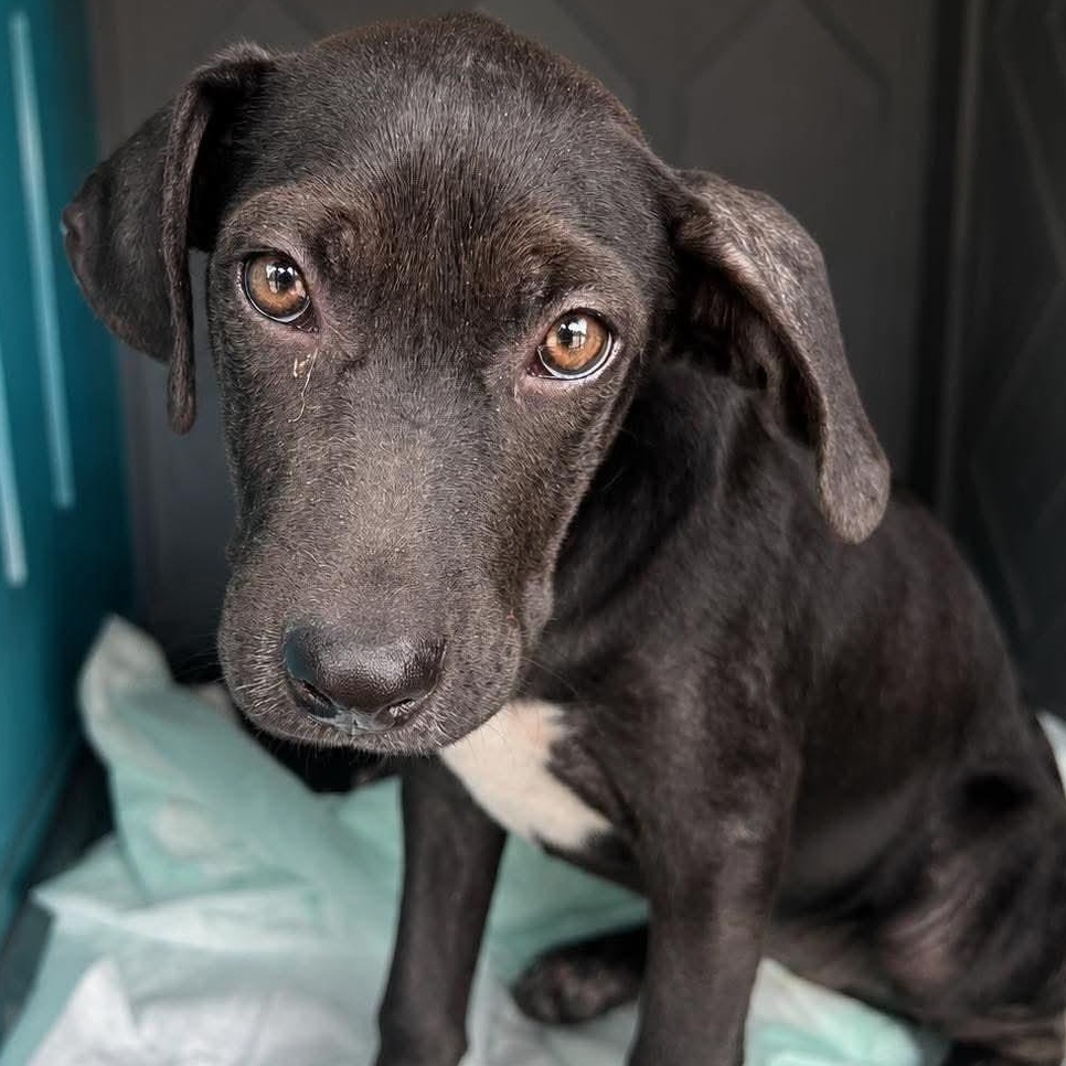 Enlarge Cinder, an adoptable mixed breed in Gerry, NY image 3/6