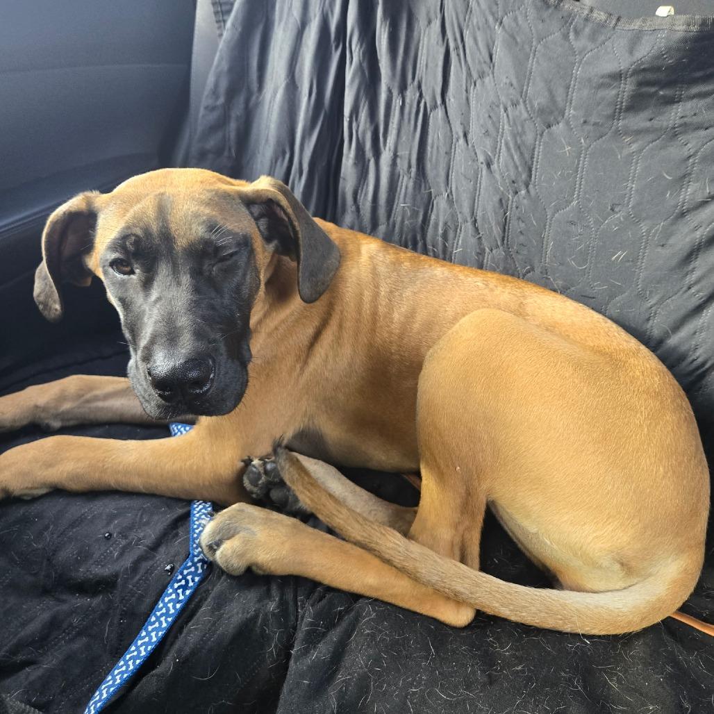 Bree, a Adoptable mixed breed in Lima, OH image 2/2