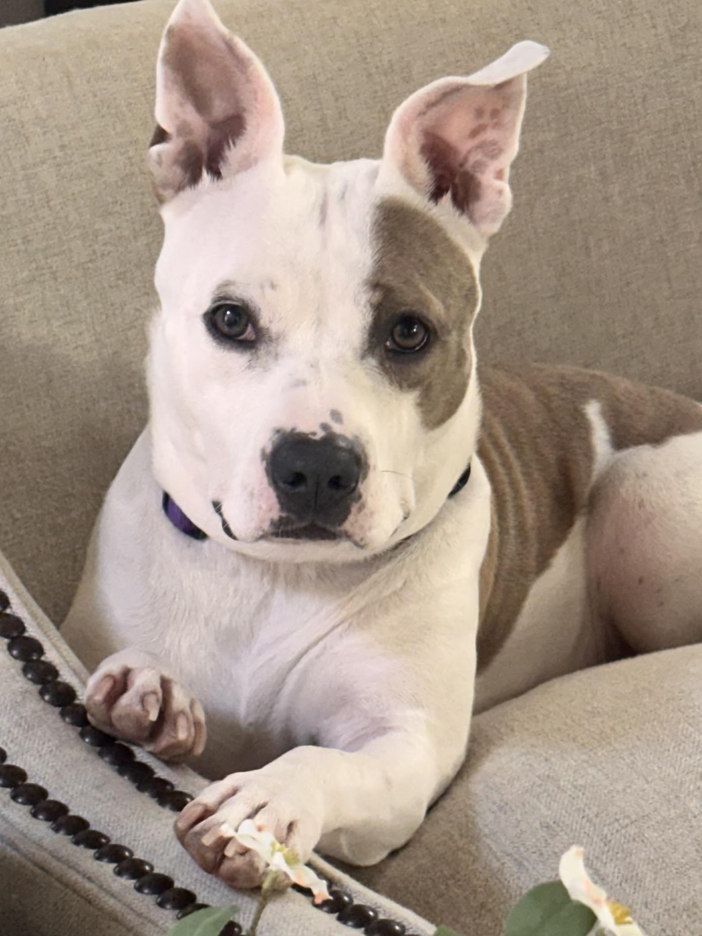 Ellie, ADOPTABLE, Young Female Boxer & Bulldog.