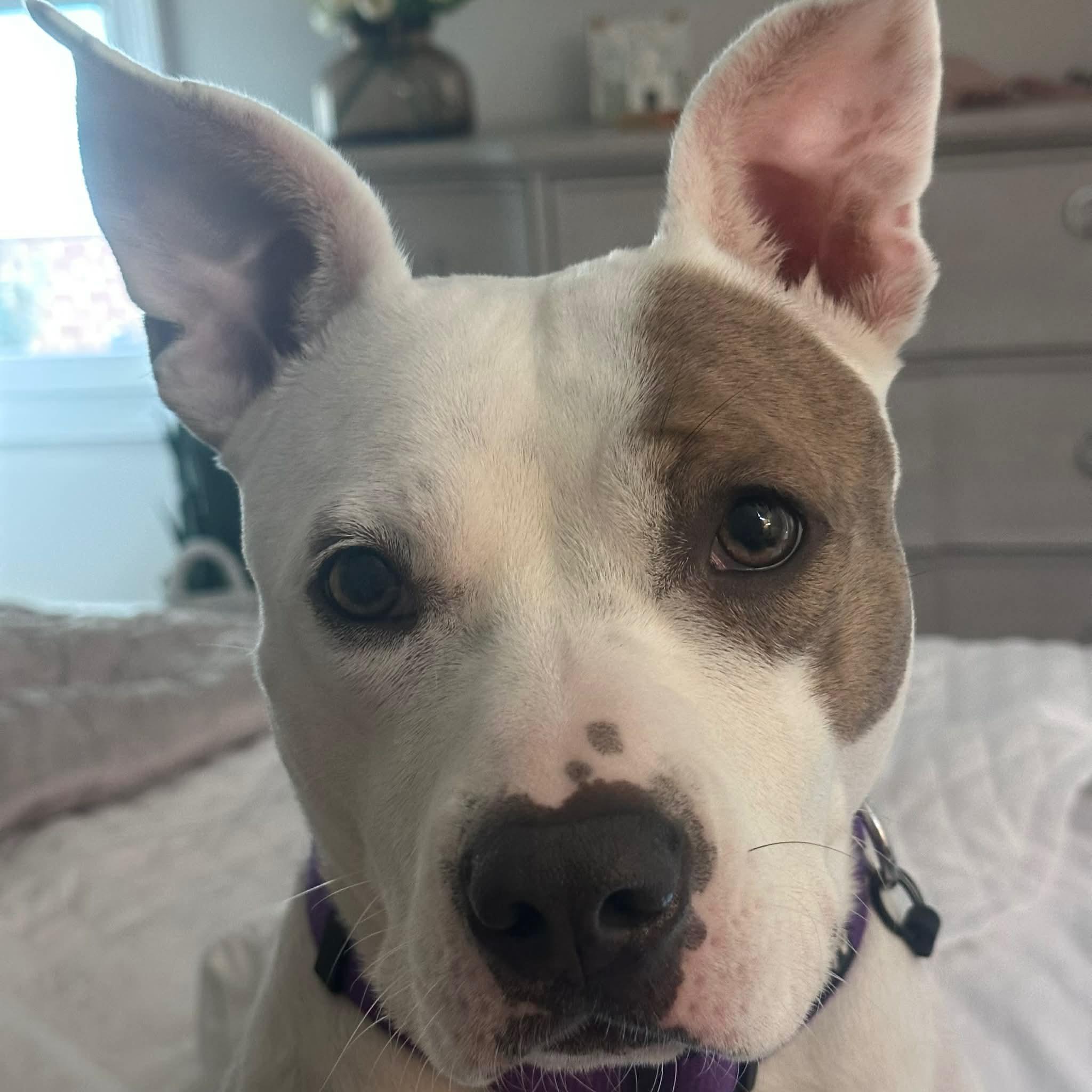 Ellie, a ADOPTABLE mixed breed in Fishkill , NY image 2/6