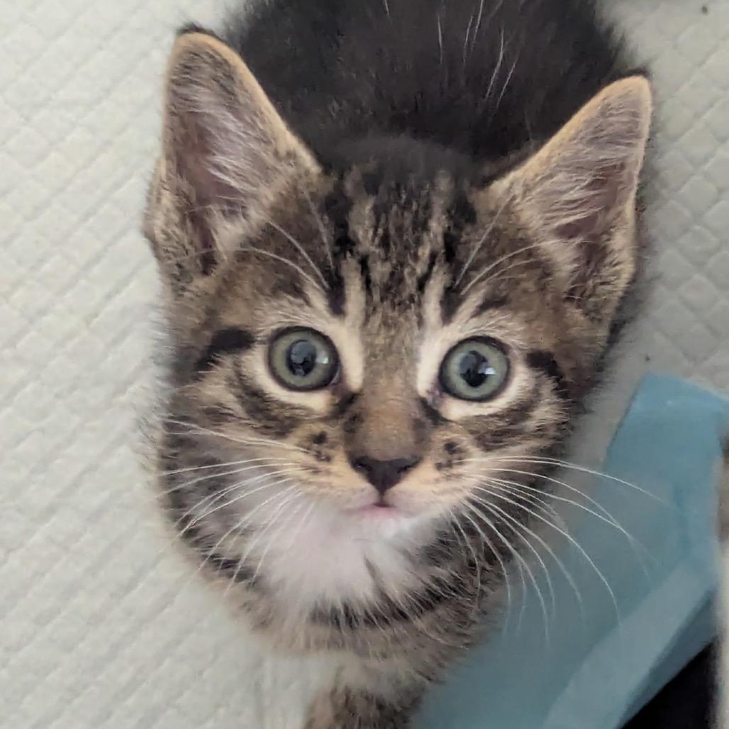 Diesel, Adoptable, Young Male Domestic Short Hair.