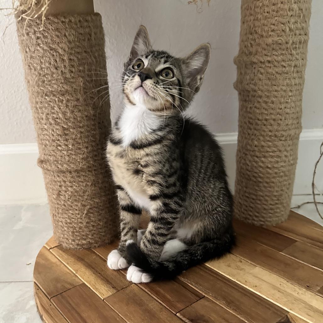 Diesel, Adoptable, Young Male Domestic Short Hair.