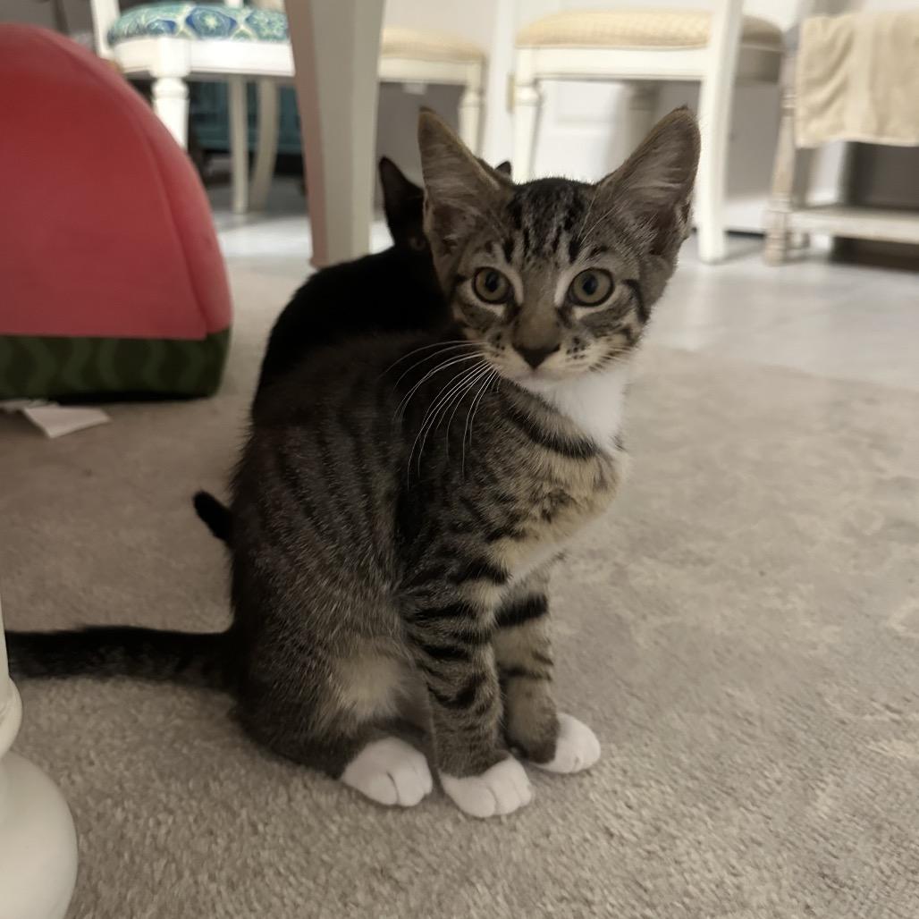 Enlarge Diesel, a Adoptable Domestic Short Hair in North Port, FL image 2/6