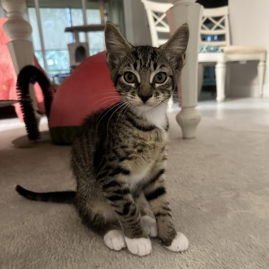 Enlarge Diesel, a Adoptable Domestic Short Hair in North Port, FL image 3/6