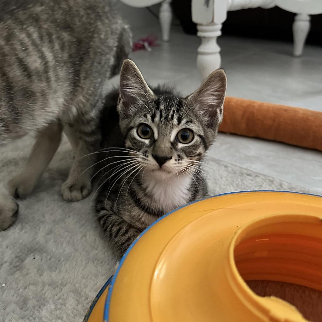 Enlarge Diesel, a Adoptable Domestic Short Hair in North Port, FL image 4/6