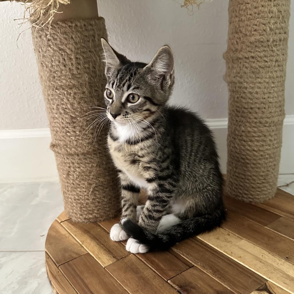 Enlarge Diesel, a Adoptable Domestic Short Hair in North Port, FL image 5/6