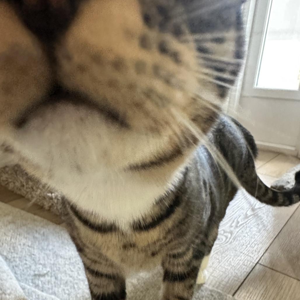 Enlarge Diesel, a Adoptable Domestic Short Hair in North Port, FL image 6/6