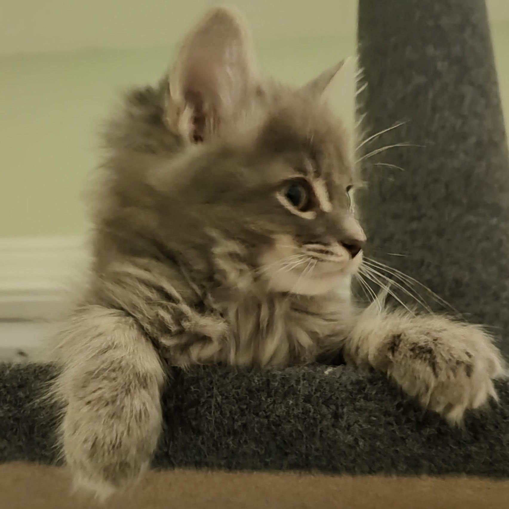 Chevy, a ADOPTABLE Domestic Medium Hair in Huntington, MA image 3/6