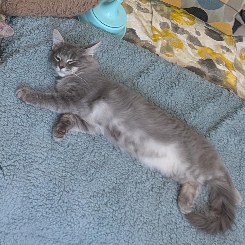 Chevy, a ADOPTABLE Domestic Medium Hair in Huntington, MA image 5/6