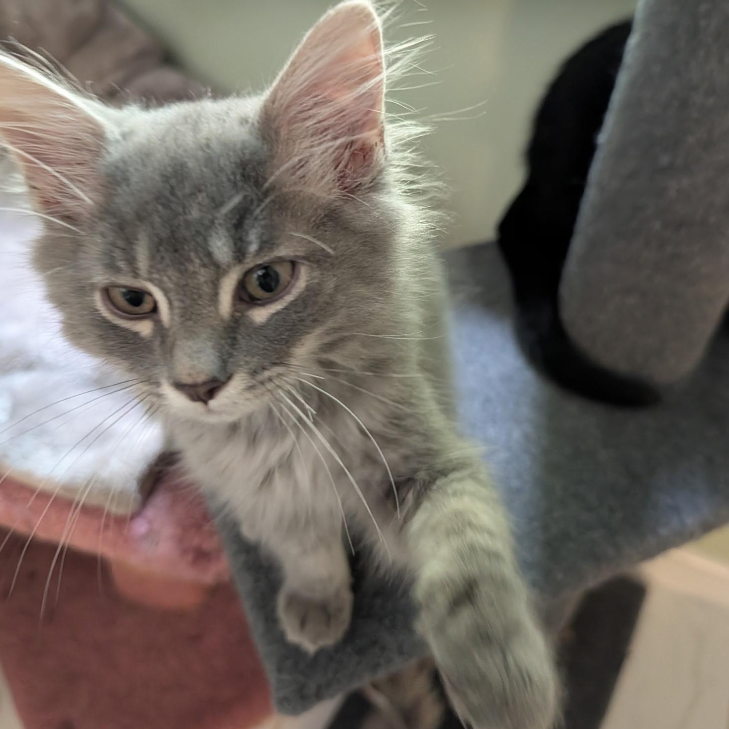 Chevy, a ADOPTABLE Domestic Medium Hair in Huntington, MA image 2/6