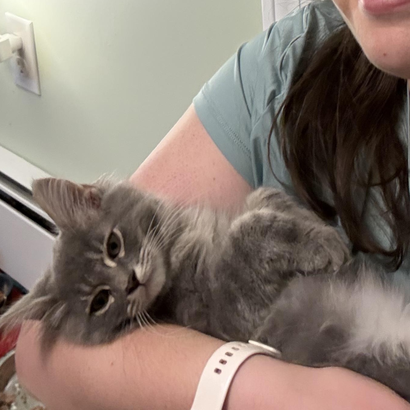 Chevy, ADOPTABLE, Kitten Male Domestic Medium Hair.