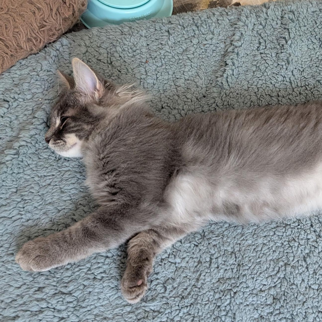 Chevy, a ADOPTABLE Domestic Medium Hair in Huntington, MA image 6/6