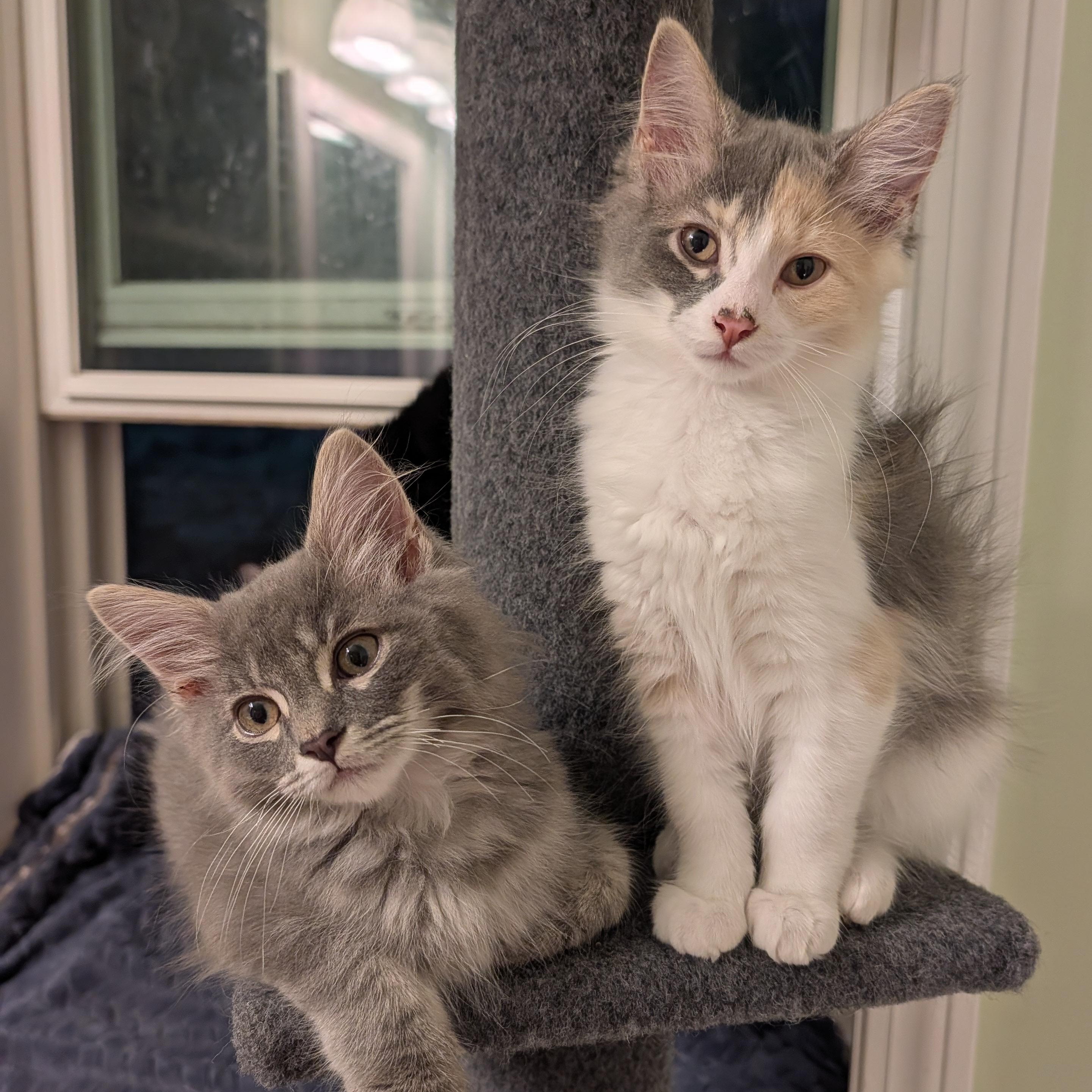 Chevy, a ADOPTABLE Domestic Medium Hair in Huntington, MA image 4/6