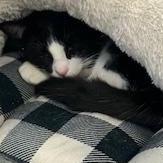 DotCom, a Adoptable Domestic Short Hair in Berryville, VA image 3/3