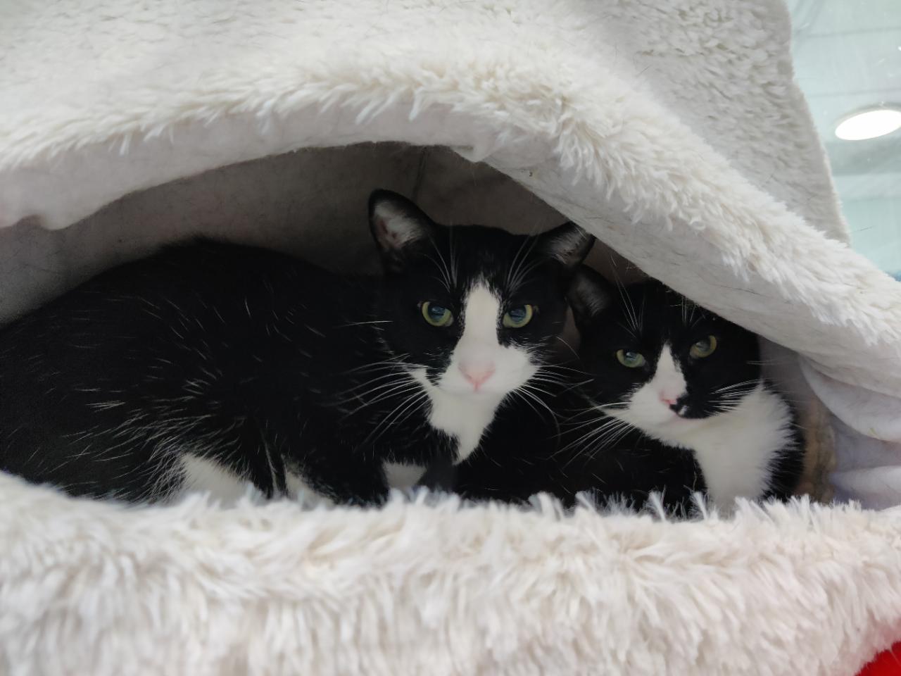 DotCom, a Adoptable Domestic Short Hair in Berryville, VA image 2/3