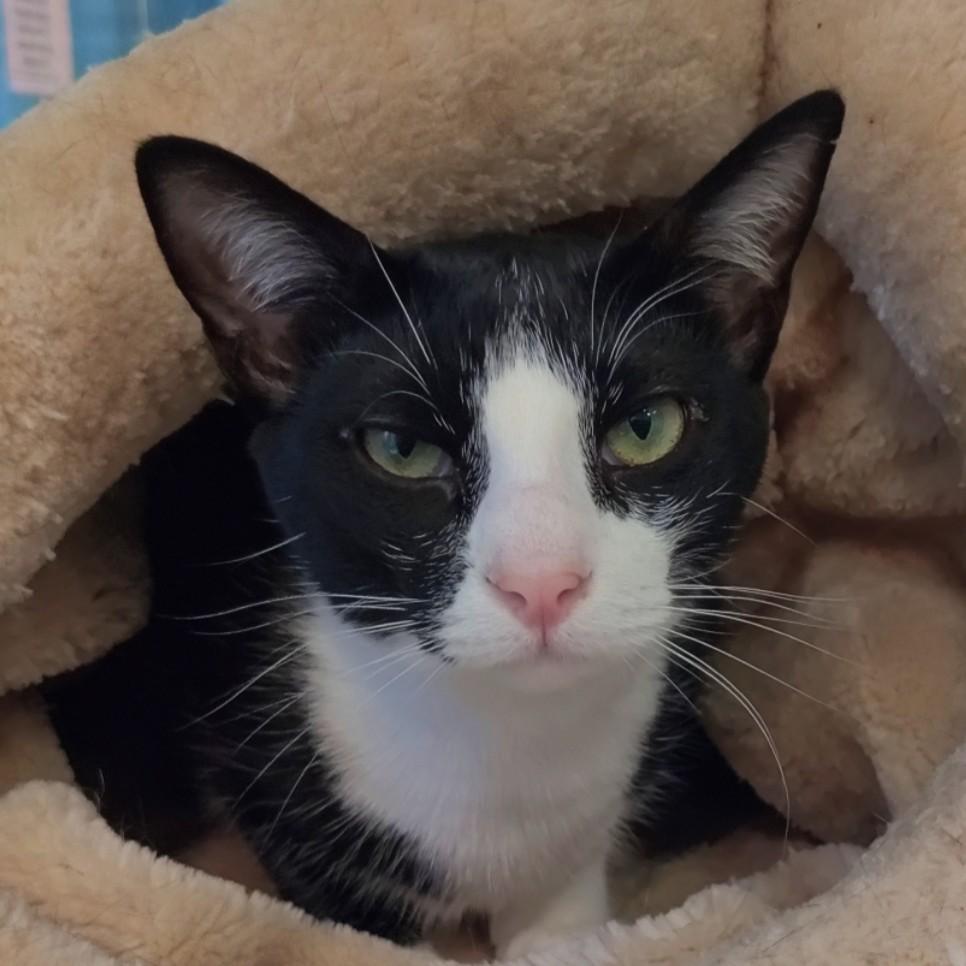 DotCom, Adoptable, Adult Female Domestic Short Hair.