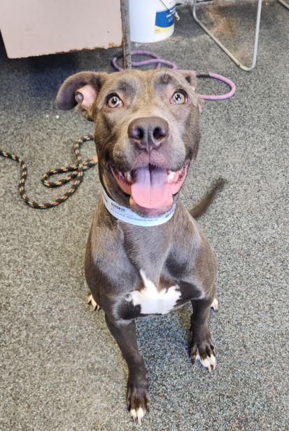 KALANI, Adoptable, Young Female Pit Bull Terrier & Mixed Breed.