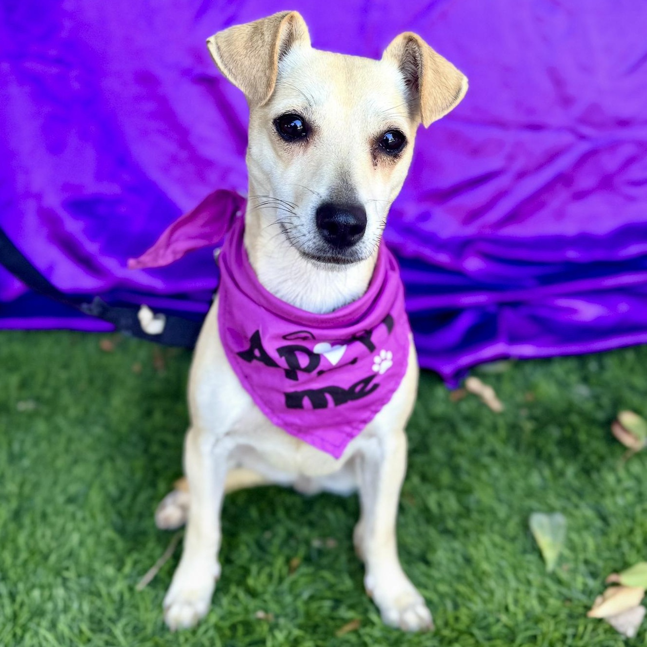 IZZY, Adoptable, Young Female Terrier.