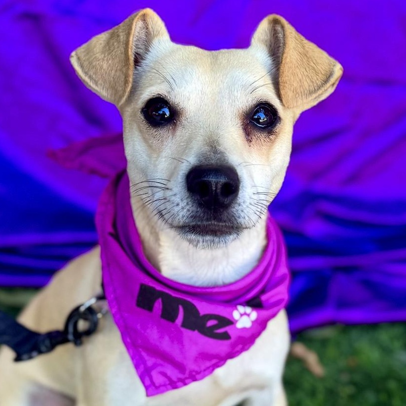 IZZY, a Adoptable mixed breed in Rowland Heights, CA image 2/6